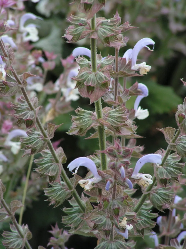 Clary Sage Essential Oil